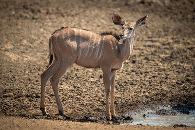 Female greater kudu standing at muddy waterhole