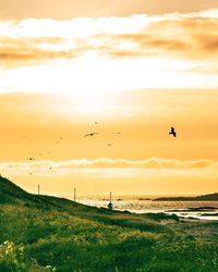 View of birds flying over sea during sunset