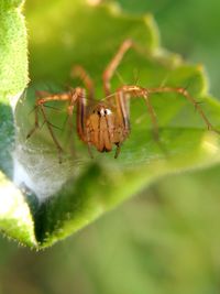 Close-up of spider