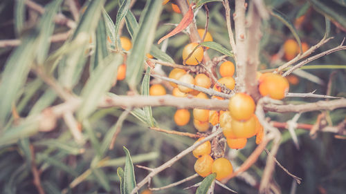 Close-up of fruits on tree