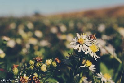 Close-up of yellow flower blooming in field