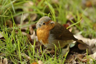 Close-up of bird perching on a field