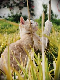 Close-up of cat on grassy field