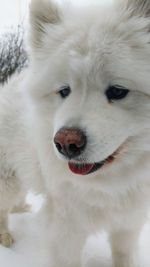 Close-up portrait of dog