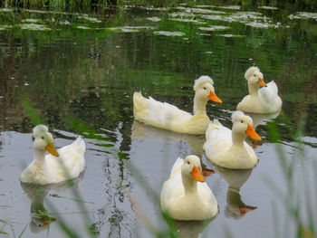 Swans swimming in lake