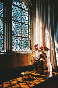 Potted plant on window sill at home