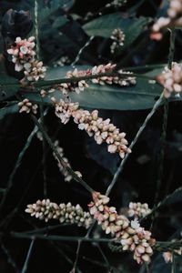 Close-up of flowering plant