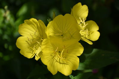 Close-up of yellow flower