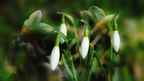 Close-up of white flowers