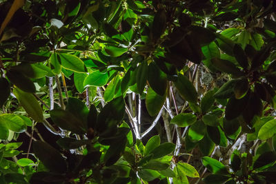 Plants growing on tree