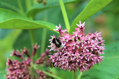 Close-up of butterfly pollinating flower