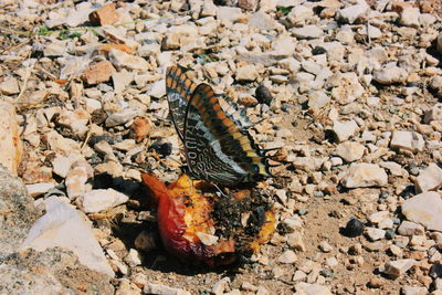 High angle view of butterfly on rock