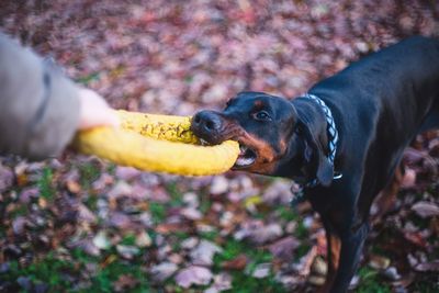 Big black doberman concept of healthy pets lifestyle 