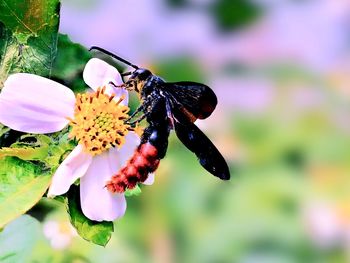 Close-up of butterfly pollinating on purple flower