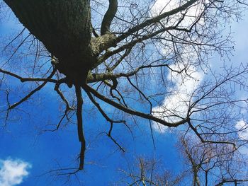 Low angle view of bare tree against blue sky