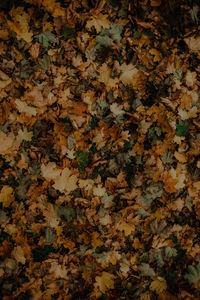 Full frame shot of dry leaves