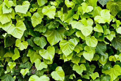 Full frame shot of plants