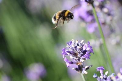 Close-up of bee on purple flower