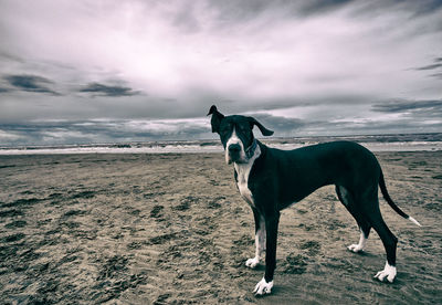 Horse standing on landscape against sea