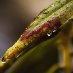 Close-up of wet leaf