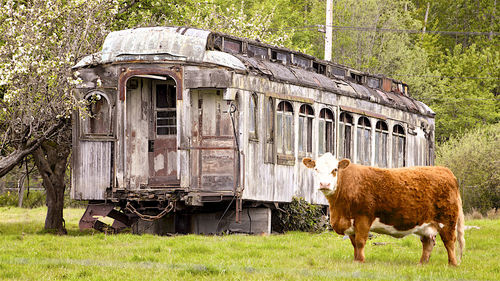 Old rail car in a cow pasture