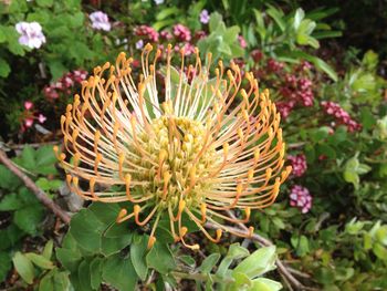 Close-up of fresh coneflower blooming outdoors