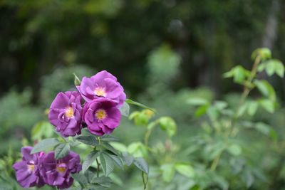 Close-up of pink flowering plant