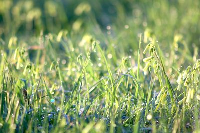 Close-up of wet grass on field