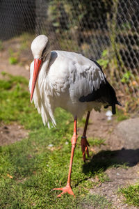 Close-up of bird