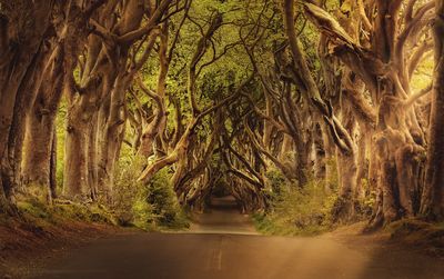 Plants growing on road amidst trees in forest