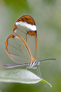 Closeup of an butterfly with transparent wings. you can see every detail of the butterfly.