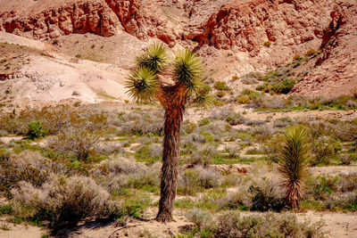 Plant growing on rock in desert