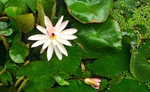 High angle view of white flowering leaves on plant