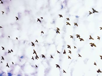 Low angle view of birds flying against cloudy sky