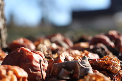 Close-up of chocolate for sale in market