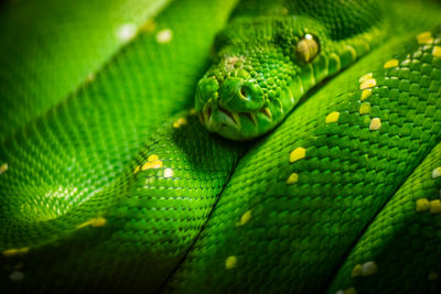 Full frame shot of green leaves