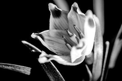 Close-up of rose lily against black background