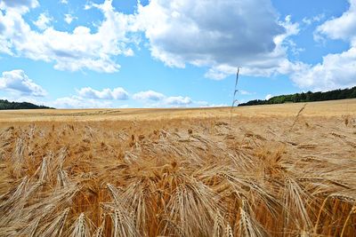 Scenic view of wheat field against sky