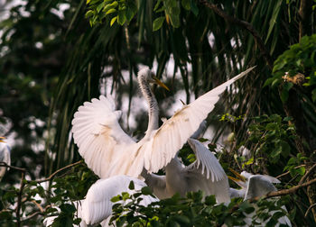 White bird flying