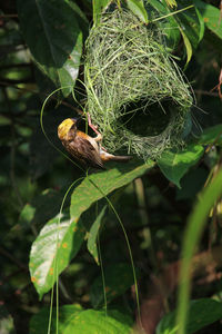 Close-up of bird perching on plant