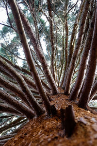 Trees in forest