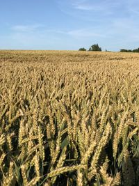 Scenic view of wheat field against sky