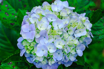 Close-up of purple hydrangea flowers