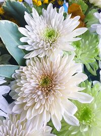 Close-up of white flowers blooming outdoors