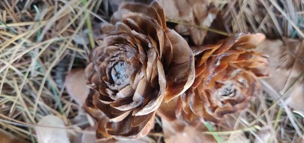 Close-up of dried plant on field