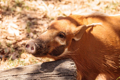 Close-up of wild boar at forest