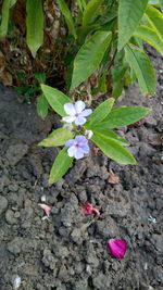 High angle view of pink flowering plant