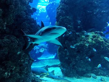 Close-up of fish swimming in aquarium