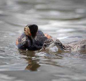 Close-up of duck swimming in lake