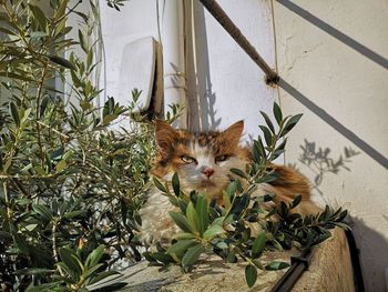 Portrait of cat sitting by potted plants